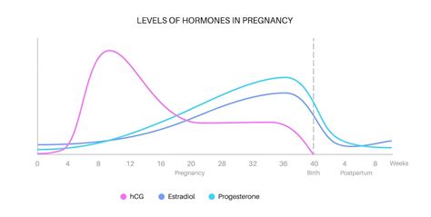 Diagram delovanja hormona hCG med nosečnostjo