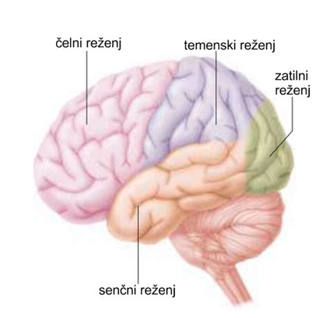 diagram možganov z označenim možganskim deblom