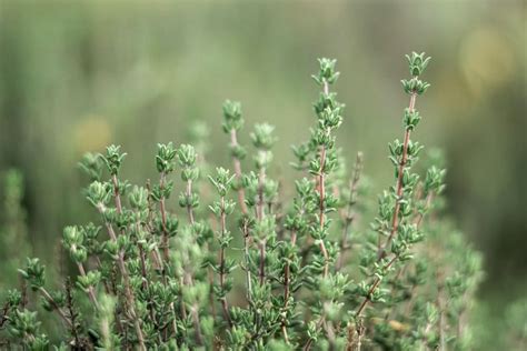 aromatične rastline za ublažitev slabosti