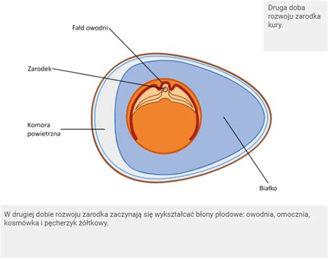 Diagram razvoja okostja od zarodka do odraslega