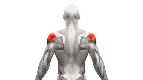 Ilustracija ženskega trupa z označenimi trebušnimi mišicami