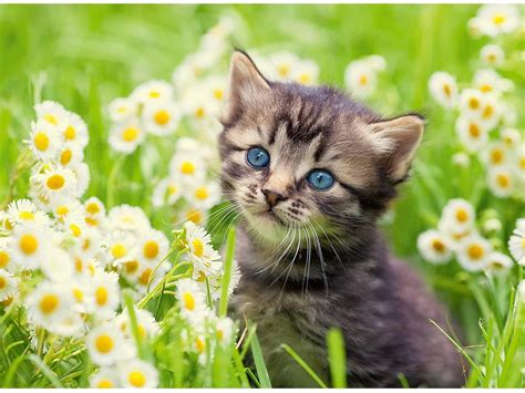 Ilustracija dojenčka, ki se igra na travniku