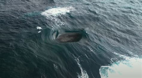 Diagram možganskih valov