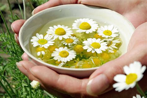 Slika kamiličnega čaja in zelišč.