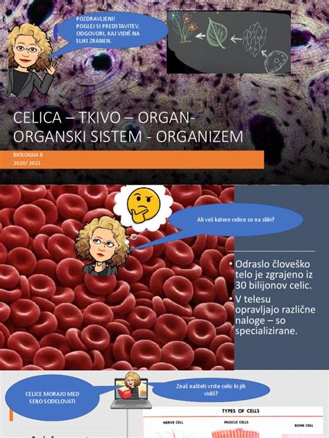 Diagram človeške celice - spermij in jajčece