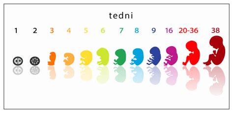 Shema razvoja ploda v zadnjih tednih nosečnosti
