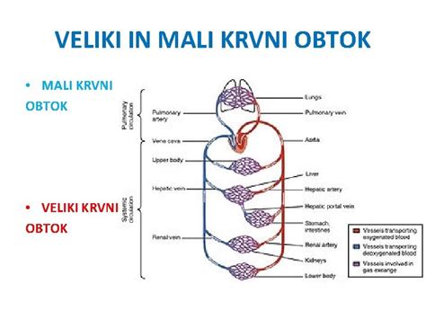 krvni obtok v nosečnosti