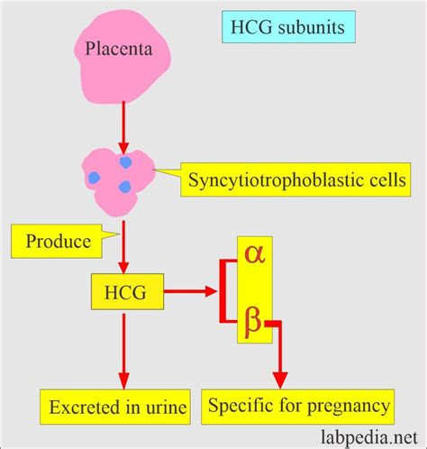 Diagram prikazuje, kako se oplojeno jajčece ugnezdi v maternično steno in začne izločati hormon hCG.