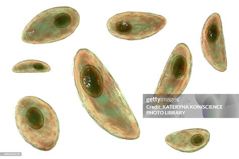 Ilustracija parazita Toxoplasma gondii