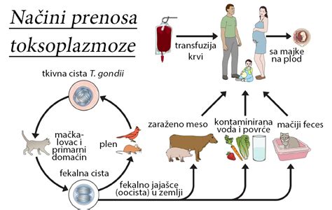 Diagram prikazuje možne poti prenosa toksoplazmoze