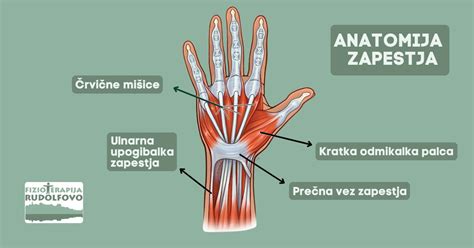 Prikaz anatomije zapestja z označenimi tetivami in živci