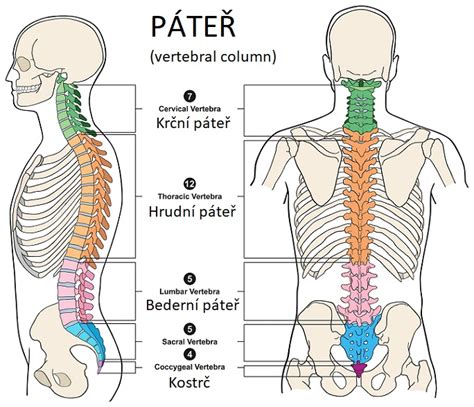 diagram, ki prikazuje položaj hrbtenjače in vbrizgavanje anestetika pri spinalni in epiduralni anesteziji