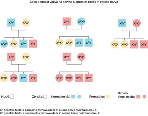 Diagram genske dednosti