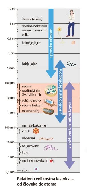Primerjava velikosti nosečniških trebuščkov v 16. tednu
