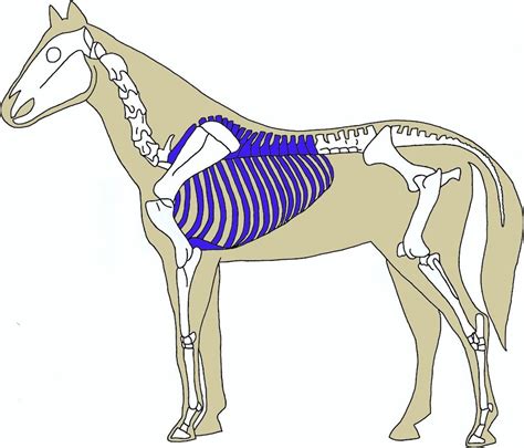 Diagram dihalnega sistema otroka