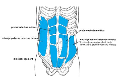 Anatomija trebušne stene