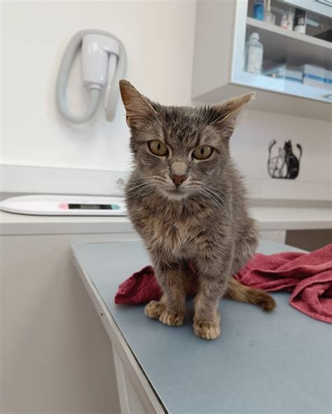 Diagram ženskega medeničnega območja z maternico, ki pritiska na vene