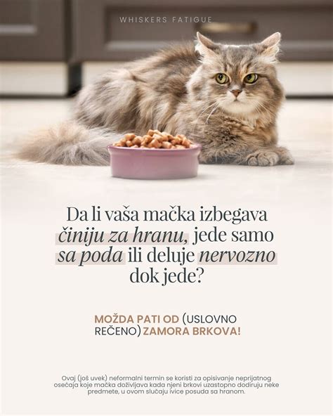 Mačka in njeni iztrebki