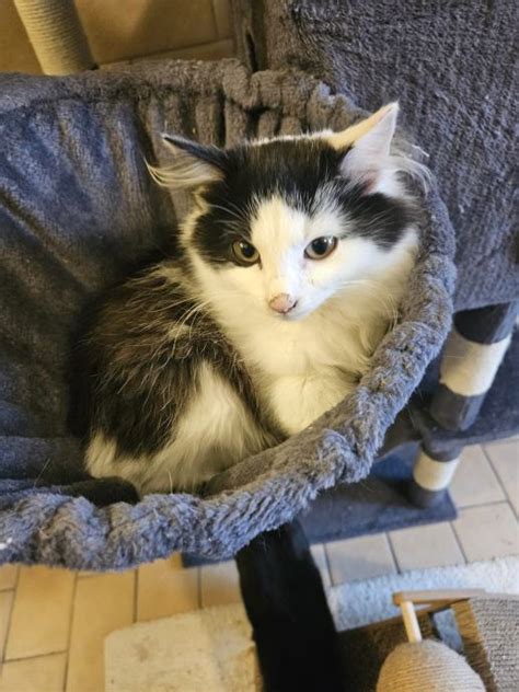 simbolična slika para, ki se odloča za posvojitev