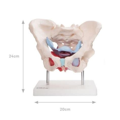 Anatomski prikaz ženskih zunanjih spolnih organov