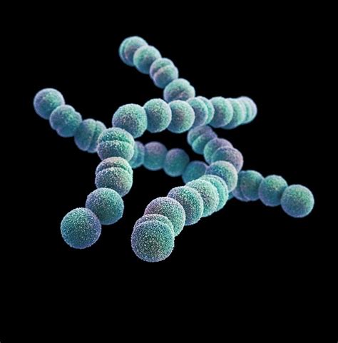 Shematski prikaz bakterije Streptococcus pyogenes