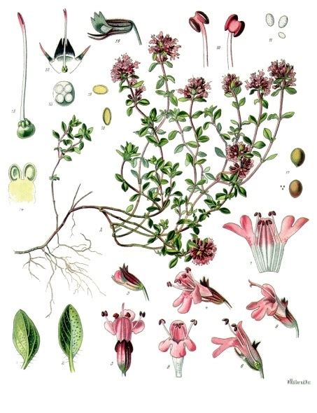 Ilustracija rastline materine dušice s cvetovi in listi
