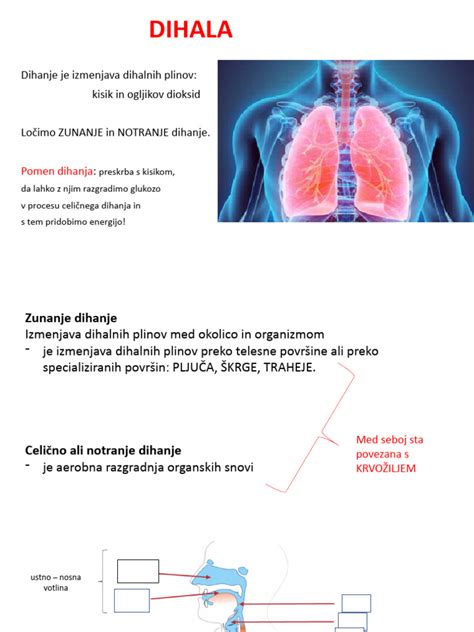 Diagram, ki prikazuje vpliv materine dušice na dihalni sistem