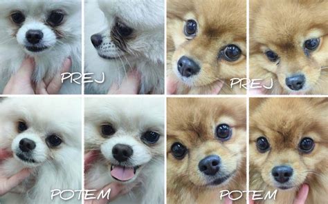 Pes z obarvanostjo dlake okoli oči