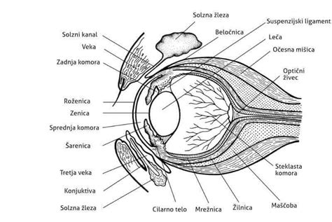 Diagram pasjega očesa