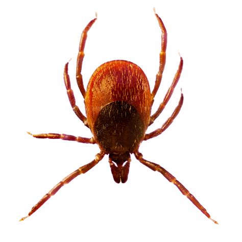 Ilustracija klopa Ixodes ricinus