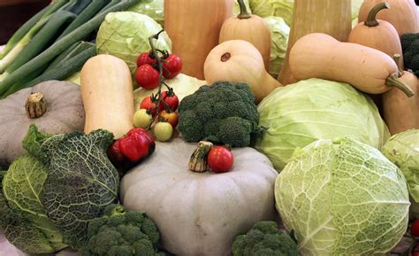 Ilustracija rastline komarčka z plodovi