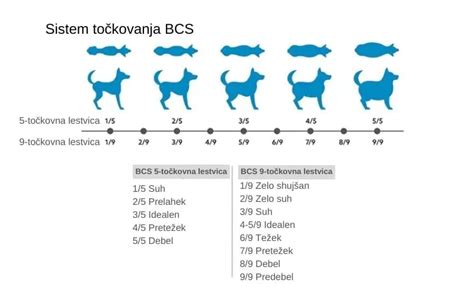 Diagram štirih faz estrusnega cikla pri psih