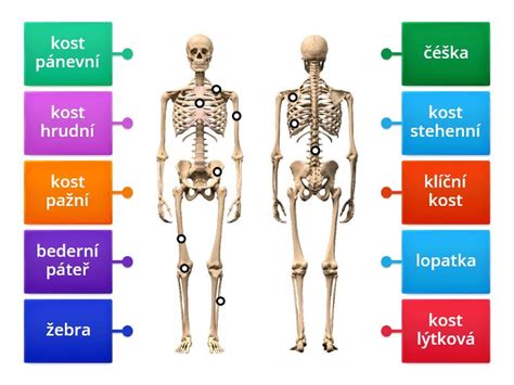 Diagram rasti kosti pri otroku