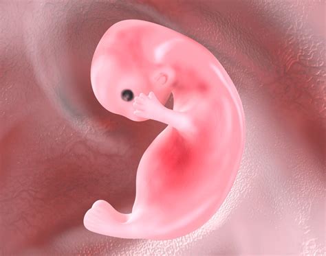 Diagram razvoja zarodka v prvem trimesečju