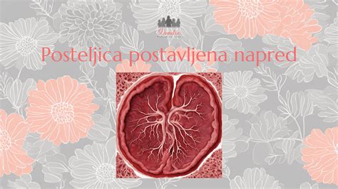 Posteljica in popkovnica