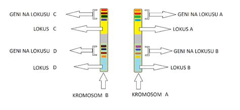 Diagram prikazuje kromosomske pare