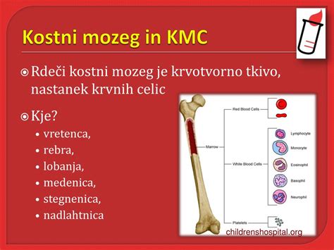 Diagram, ki prikazuje kostni mozeg in nastajanje krvnih celic, vključno s trombociti