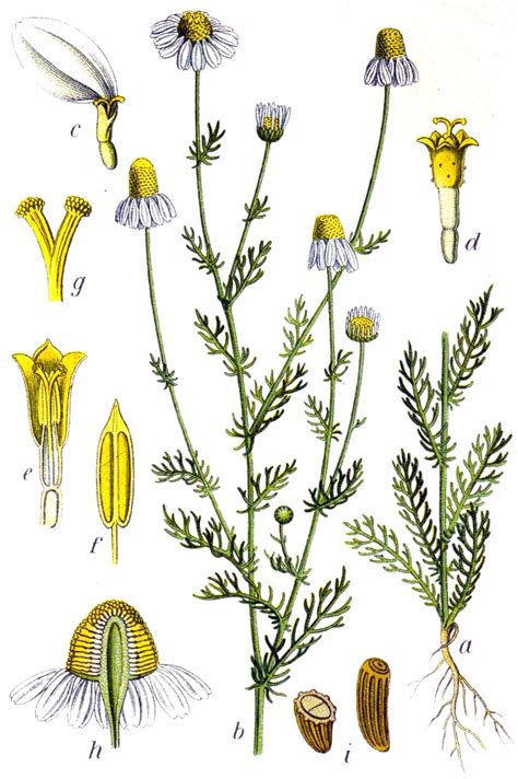 Ilustracija cvetov kamilice