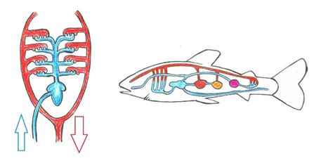 Diagram krvnega obtoka med materjo in posteljico