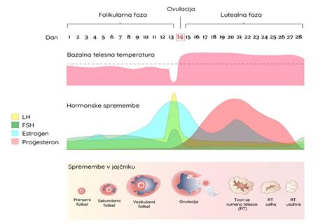 Diagram hormonskega cikla ženske z označenimi fazami in vplivom progesterona
