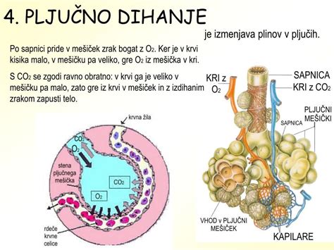 Diagram, ki prikazuje delovanje inhalacijskega glukokortikoida na dihalne poti.
