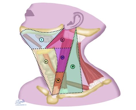 Schematski prikaz ščitnice v vratu