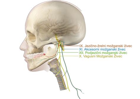 Diagram, ki prikazuje razliko med vnetjem zunanjega in srednjega ušesa