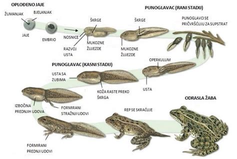 Proces vgnezditve jajčeca