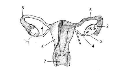 Anatomija maternice in materničnega vratu