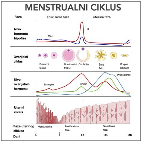 shema menstrualnega cikla in kontracepcijskih tablet