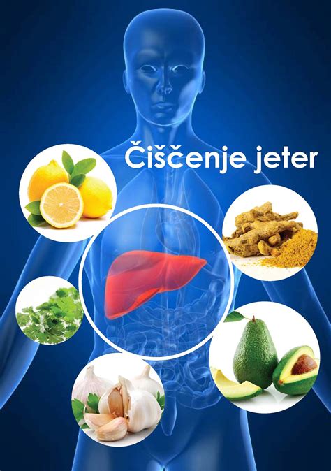 Ilustracija zdravih jeter