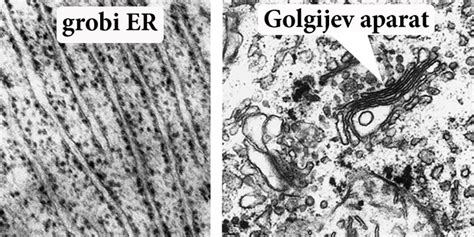 mikroskopski posnetek celic kostnega mozga