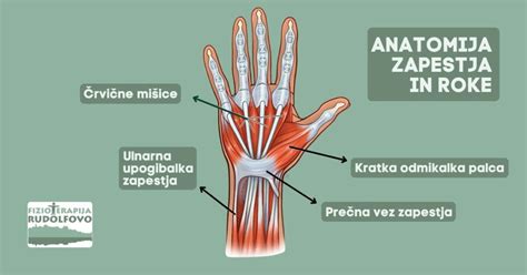 Anatomija zapestja in roke - prikaz glavnih mišic in vezi, ki omogočajo gibanje in stabilnost zapestja ter dlani.