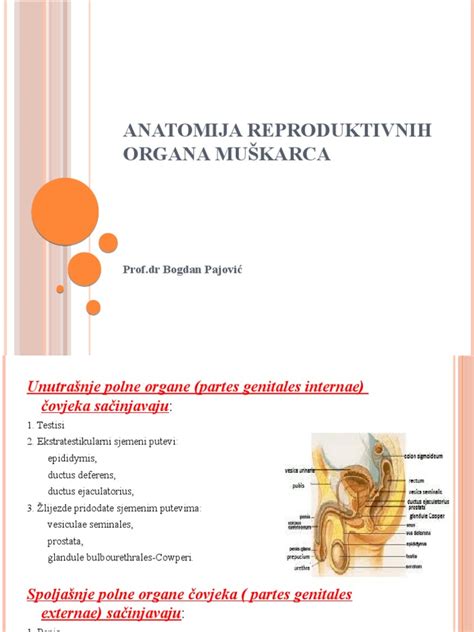 Ženska anatomija, poudarek na reproduktivnih organih